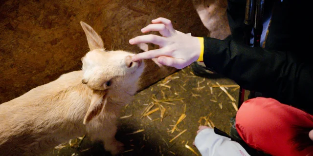 A little white goat (a baby) licks a child's finger.