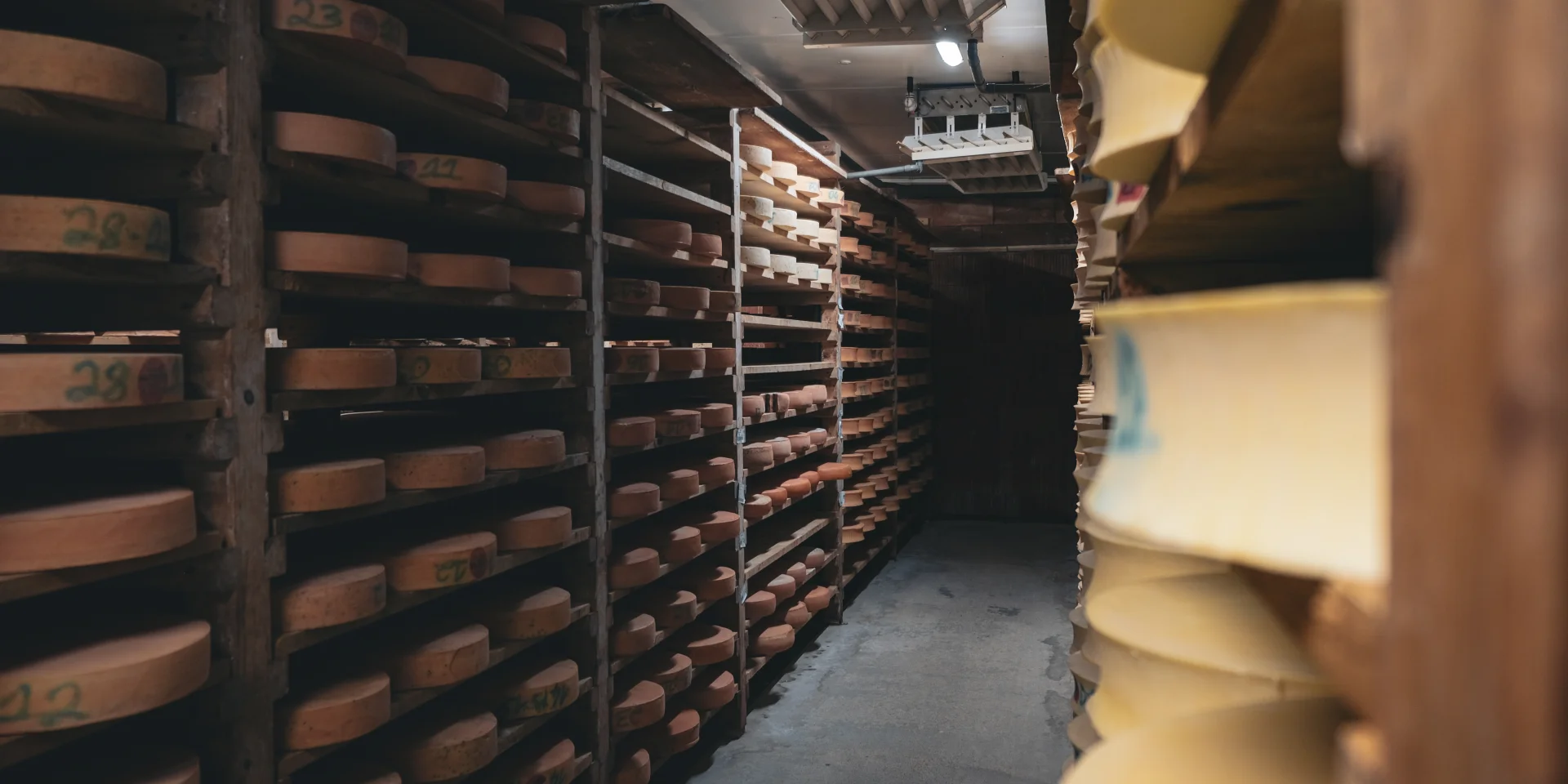 Abondance cheeses are maturing on wooden shelves in a cellar.