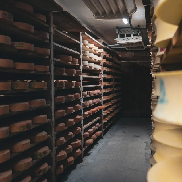 Des fromages d'Abondance sont en maturation sur des étagères en bois dans une cave.