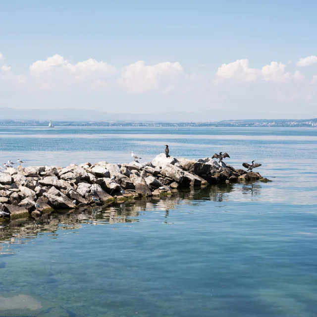 24._Cormorants_a_Maxilly-sur-Leman_Nicolas_Blandin.jpg