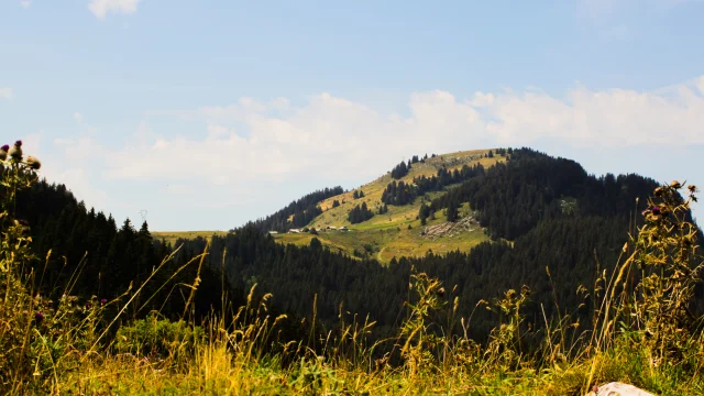 Bosbessenfeest Ubine Vacheresse