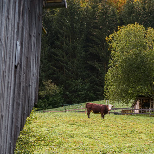 Vache Vers Dranse Abondance Herfst