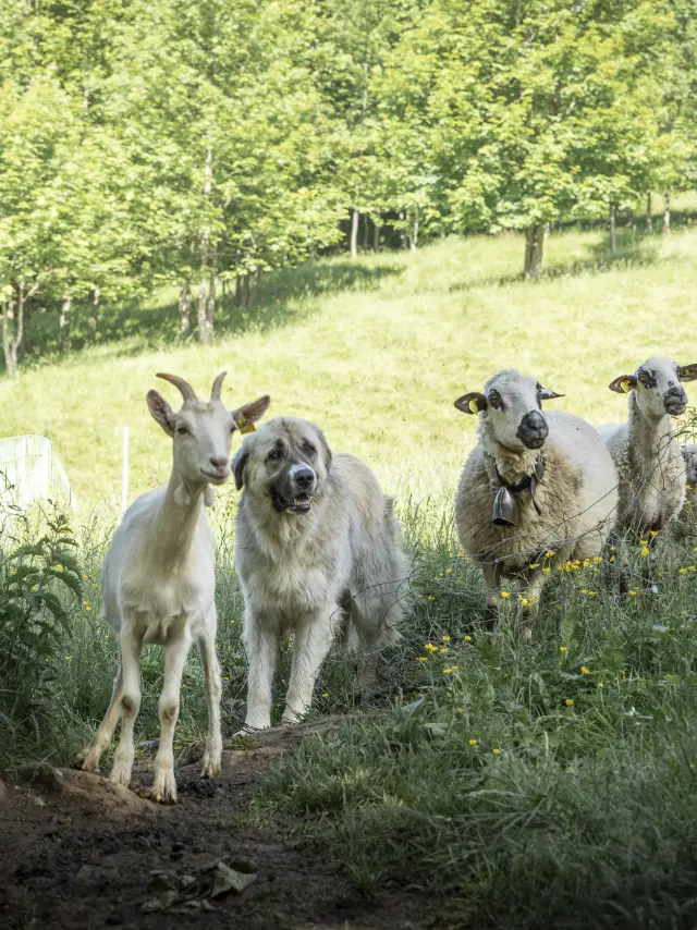 Patou Alpage De Lachat