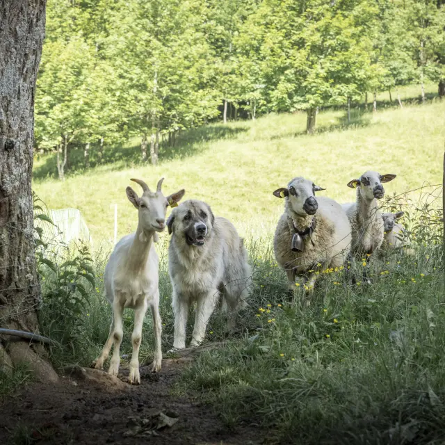 Patou Alpage De Lachat