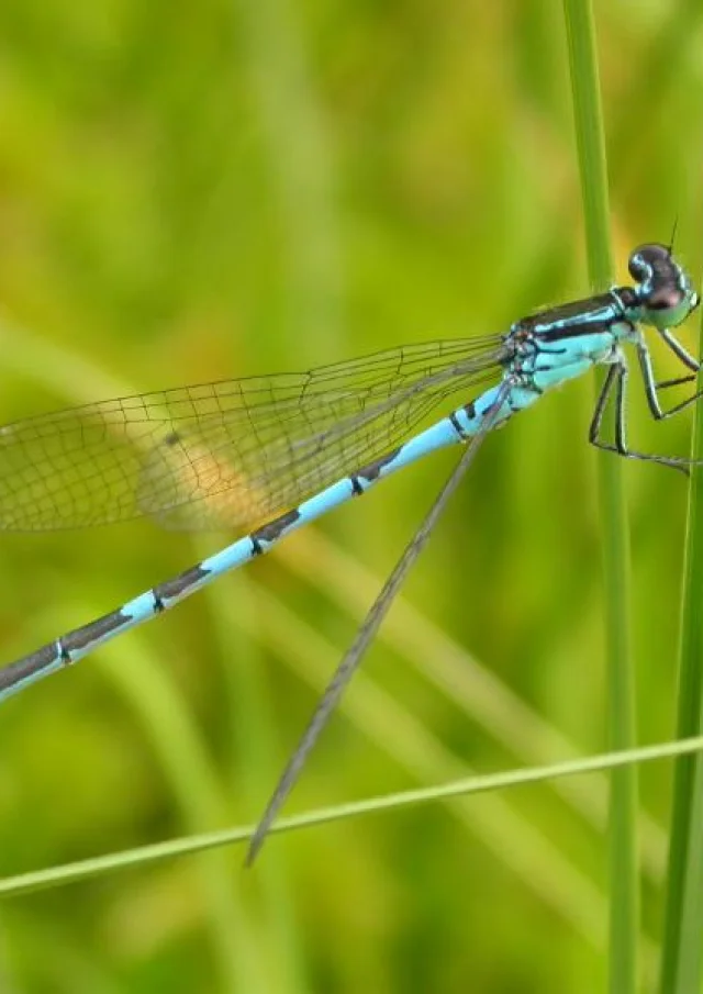 Haast Agrion @f.jiguet