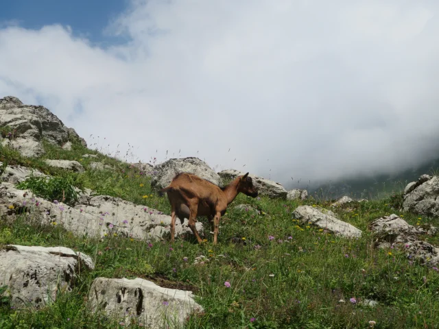 Alpage De Bise Vacheresse