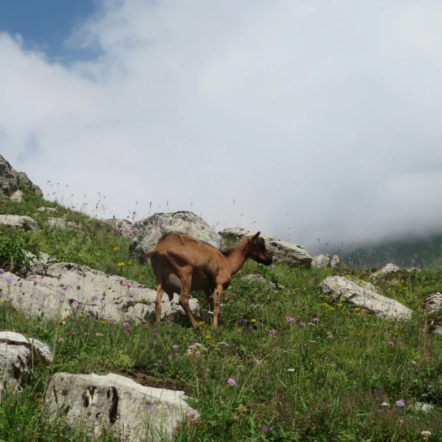 Alpage De Bise Vacheresse