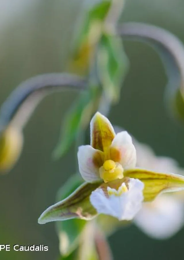 Epipactide Des Marais @e.sansault