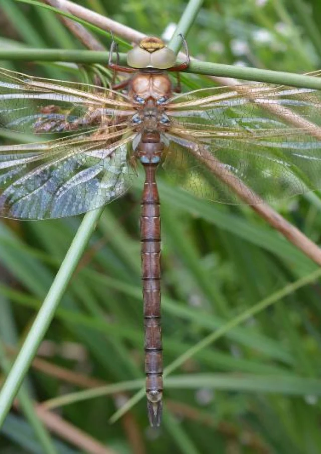 Grote Aeschne @b.piney