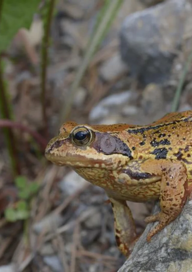 Rode kikker @f.serrecollet