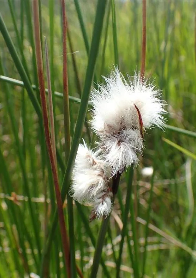 Grele wollegras @y.martin