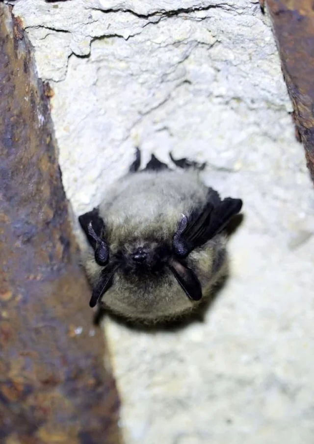 Whiskered Murin @p.amiard