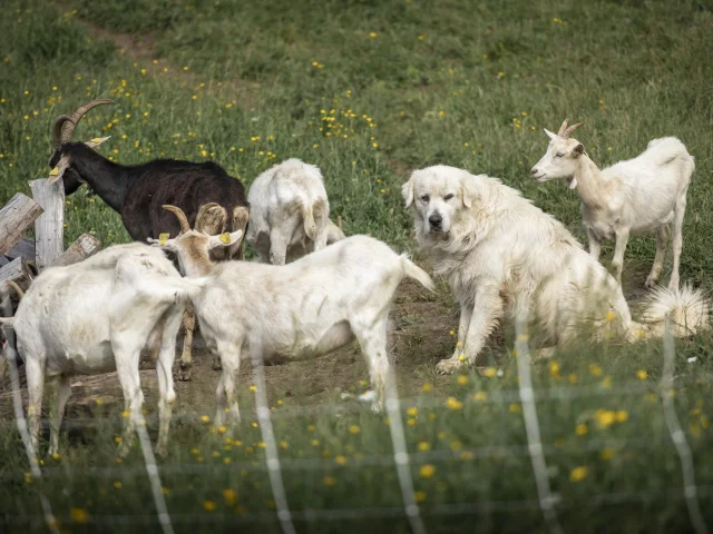 Patou Alpage De Lachat 200624 Florian Legrand 11