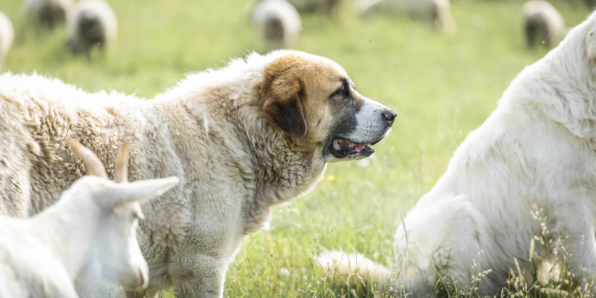 Patou Alpage De Lachat 200624 Florian Legrand 18