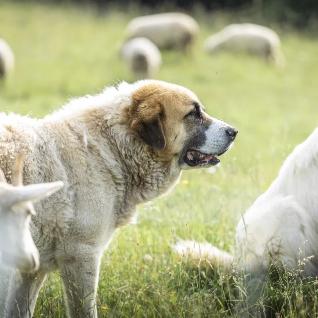 Patou Alpage De Lachat