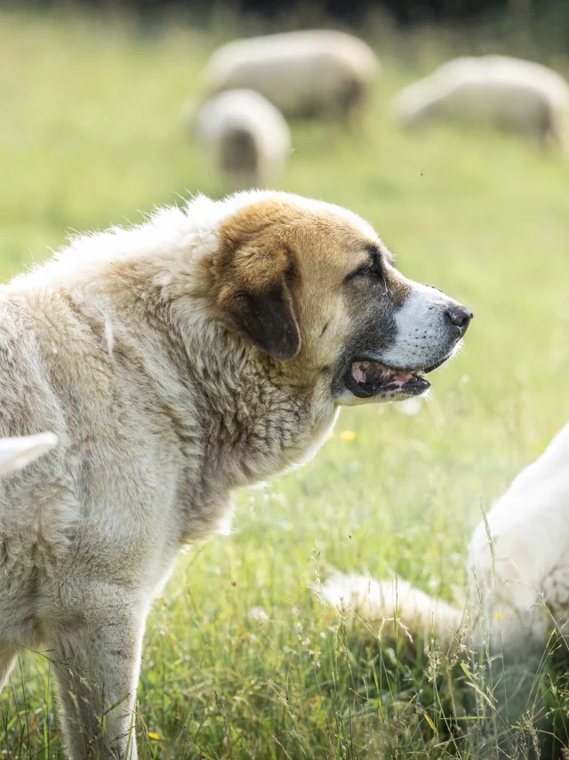 Patou Alpage De Lachat