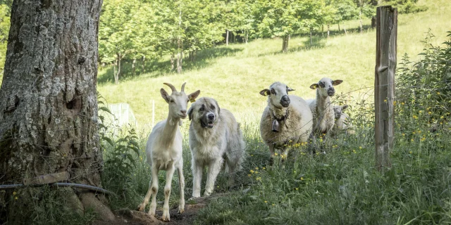 Patou Alpage De Lachat 200624 Florian Legrand 24