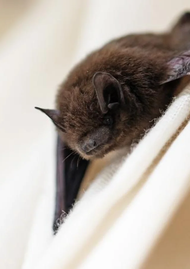 Pipistrelle @marenwinter