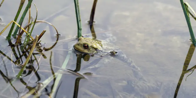 Arvouin 2025 Mathilde Duchene