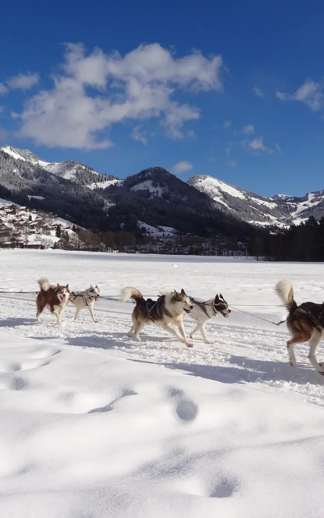 Chiens De Traineau Lachapelle Winter 21 01 2020otpeva 14 1