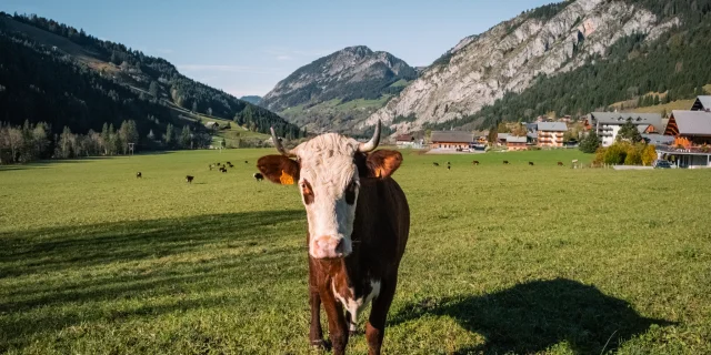 La Chapelle D Abondance Automne 251024 Marie El Hajal 24