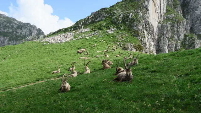 Bouquetins Bise Darbon Victor Demilly Telma Hronn 81