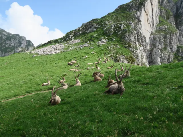 Bouquetins Bise Darbon Victor Demilly Telma Hronn 81