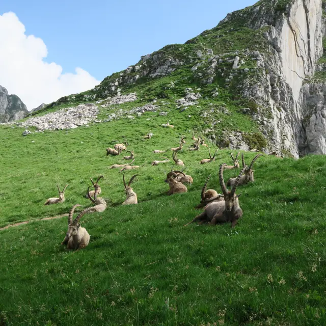 Bouquetins Bise Darbon Victor Demilly Telma Hronn 81