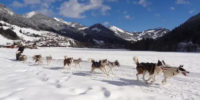 Balade en chiens de traîneau, sur la neige, avec la montagne en fond et un beau ciel bleu.