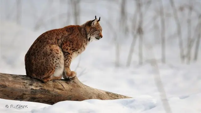 Lynx Boreal