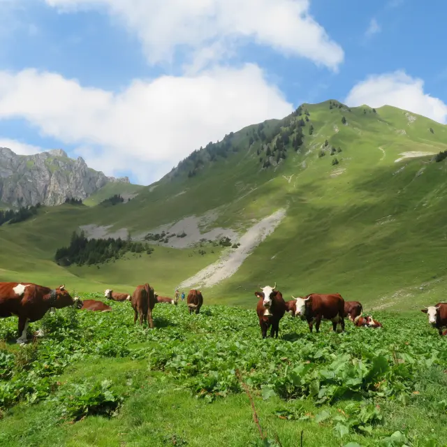 Alpage De Bise Vacheresse Aurelia Jacquat 230