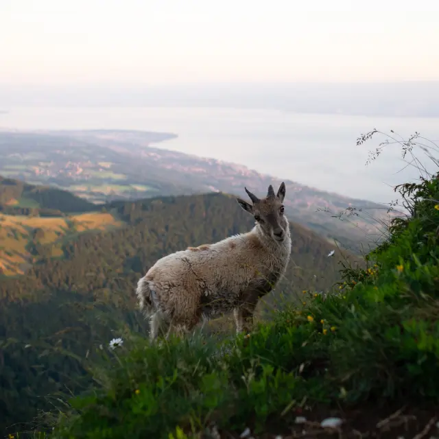Bouquetin et vue lac