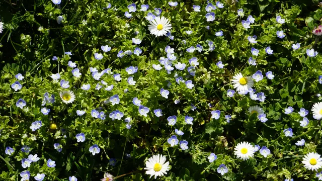 Faune Flore Laska Printemps 03 04 25 Cindy Parisse