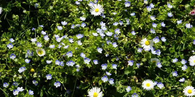 Faune Flore Laska Printemps 03 04 25 Cindy Parisse