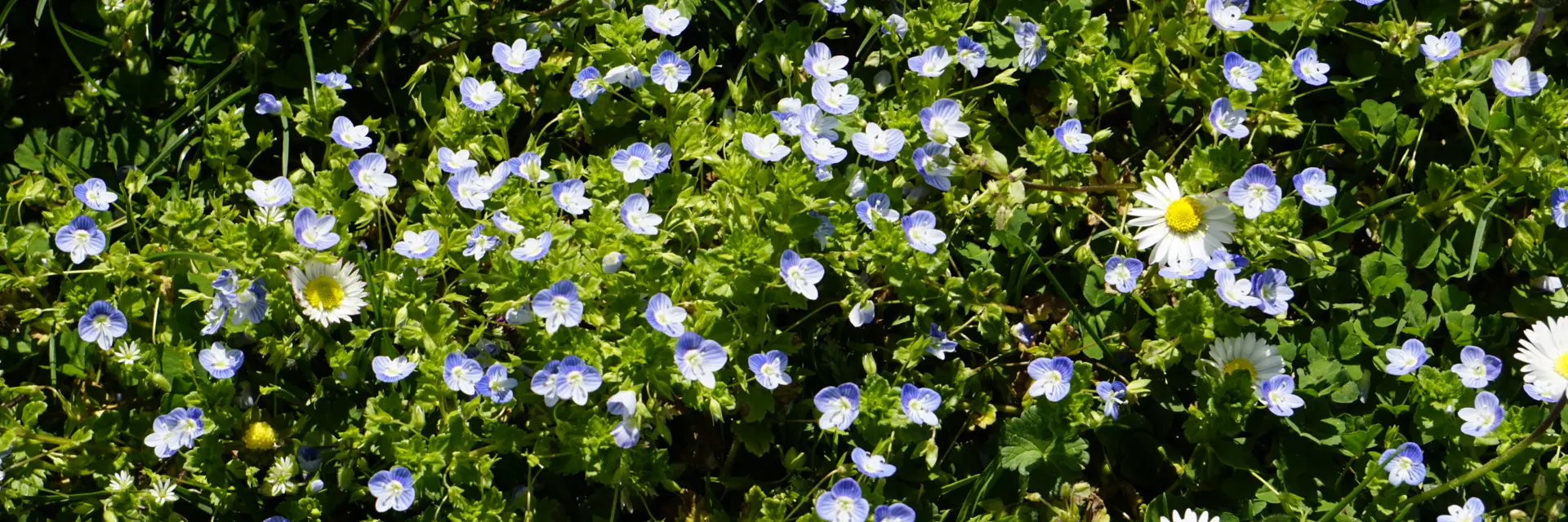 Faune Flore Laska Printemps 03 04 25 Cindy Parisse