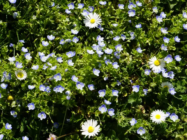 Faune Flore Laska Printemps 03 04 25 Cindy Parisse