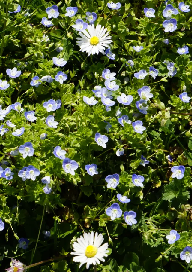 Faune Flore Laska Printemps 03 04 25 Cindy Parisse
