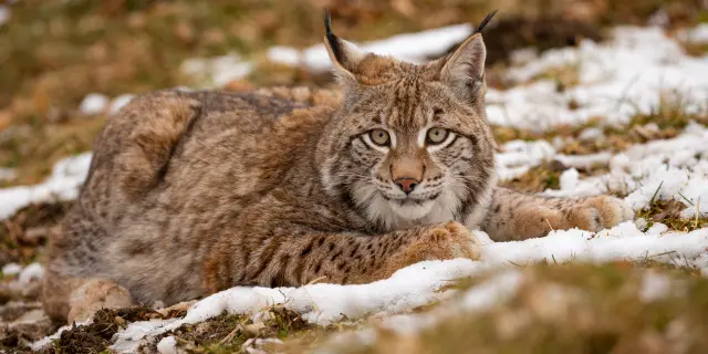 lynx face to face