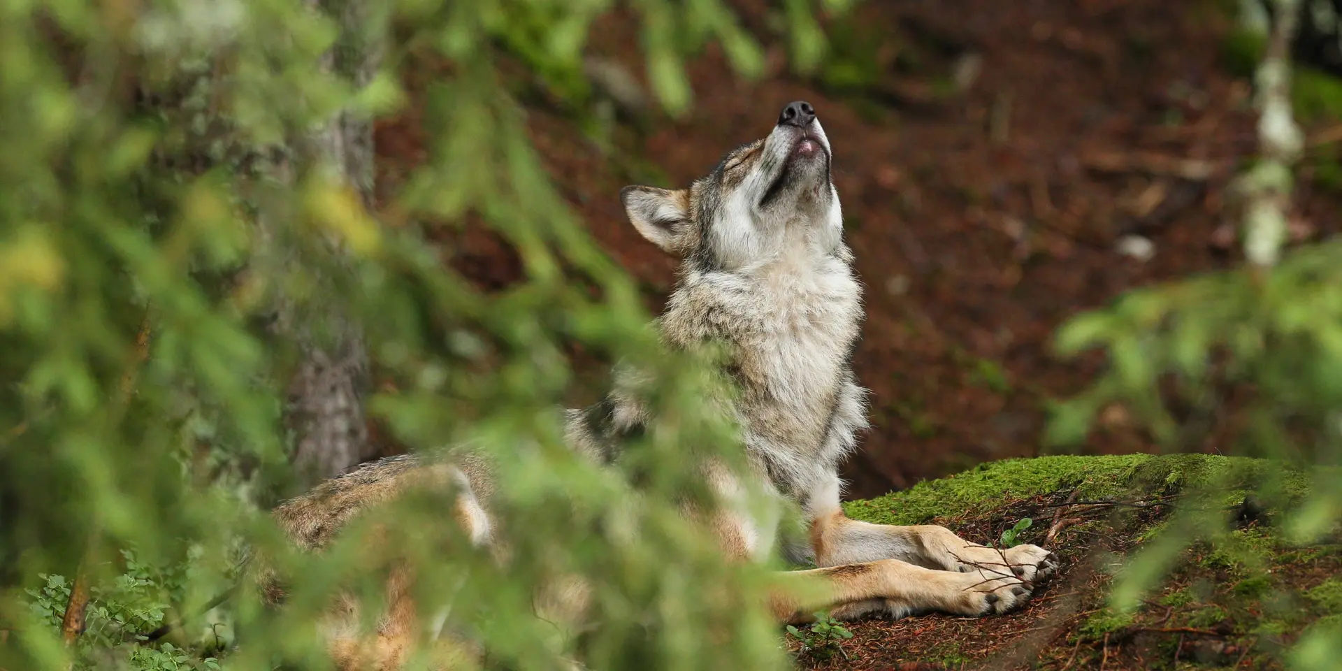 Beautiful Elusive Eurasian Wolf Colorful Summer