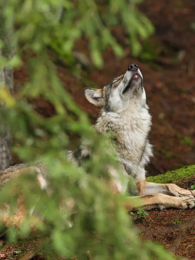 Beautiful Elusive Eurasian Wolf Colorful Summer