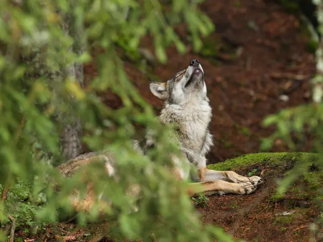De prachtige, ongrijpbare Euraziatische wolf in een kleurrijke zomer